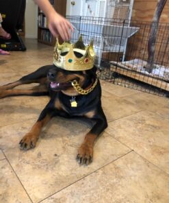 Smiffys Chunky Gold Necklace Costume Accessory 1 14 71LYEAeGsEL