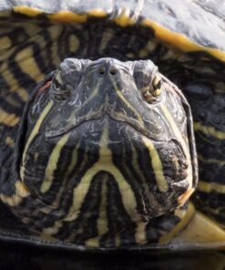 Nikon D500 DX-Format Digital SLR with 16-80mm ED VR Lens Black 61 71LYYwCMErL