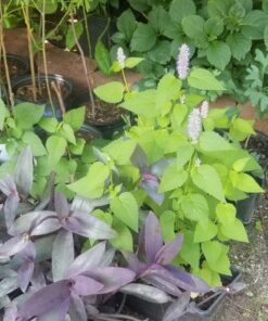 Seed Needs, Anise Hyssop Seeds - 500 Heirloom Seeds for Planting Agastache foeniculum - Medicinal Herb for Tea & Essential Oils, Non-GMO & Open Pollinated (1 Pack) 1 Pack (500 Seeds) 19 71LYcfbG5PL