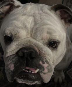 Pet MD Topical Wipes for Cleansing - with Aloe for Cats and Dogs - 50 Count 37 71LbJMi5zEL