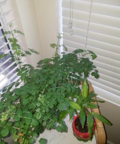 ePhoto Hydroponic Full Spectrum CFL Grow Light Bulb 60 Watt Bulb 5500K H60 29 71LbVS0uEgL