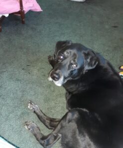 Kingdom Pets Duck Breast Jerky, Premium Treats for Dogs, 40 oz. Bag 51 71LbzTk6ZmL