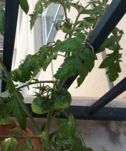 Heirloom Vegetable Seeds Non GMO Survival Seed Kit - Part of Our Legacy and Heritage - 50 Varieties 100% Naturally Grown- Best for Gardeners Who Raise Their Own Healthy Food 1 49 71LdFmRsysL