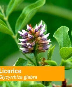 Herb Pharm Certified Organic Licorice Liquid Extract for Endocrine System Support - 1 Ounce (DLIC01) 9 71LehF7IqL