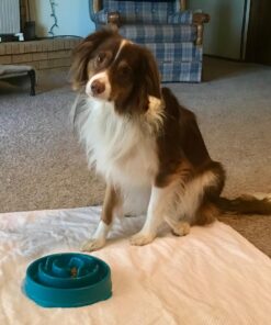 Outward Hound Fun Feeder Slo Bowl, Slow Feeder Dog Bowl, Medium/Mini, Turquoise 23 71LehUYmgBL 1