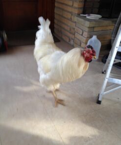 Mr. Coffee Basket-Style Gold Tone Permanent Filter - 38 71LgjdeFYVL