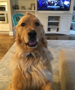 Skout’s Honor Professional Strength Odor Eliminator 19 71LhdvThEfL