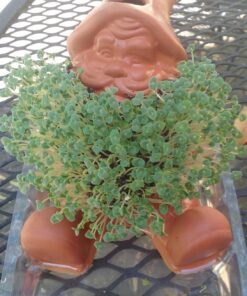 Chia Pet Gnome with Seed Pack, Decorative Pottery Planter, Easy to Do and Fun to Grow, Novelty Gift, Perfect for Any Occasion 23 71LiJ2vQS L