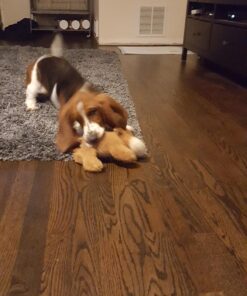 KONG Cozie Marvin Moose, Indoor Cuddle Squeaky Plush Dog Toy for Medium Dogs, Brown, 1 22 71LmN9NQpML