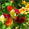 Seed Needs, 350+ Nasturtium Seeds for Planting - Jewel Mixture (Tropaeolum nanum) Non-GMO, Easy to Grow Mix, Attracts Pollinators - Bulk Bulk Pack (350 Seeds) 21 71LnmQarkyL