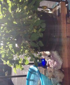 Humboldts Secret Golden Tree: Best Plant Food for Plants & Trees - All-in-One Concentrated Additive - Vegetables, Flowers, Fruits, Lawns, Roses, Tomatoes & More (8 Ounce) 8 Ounce 23 71LnyUapIzL