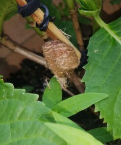 Praying Mantis adults Case with Hatching Habitat Bag - 2 Praying Mantids Egg Cases 2 Pod Habitat Bag 30 71LnyrfpUAL