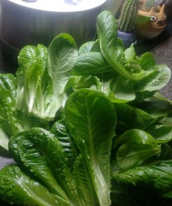 AeroGarden Mixed Romaine Lettuce Seed Pod Kit (6-pod) 6-pod 31 71LpE4STS3L