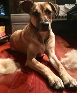 KONG - ZoomGroom - Dog Brush for Grooming and Shampooing - Blue Brush for Large Dogs Standard Packaging 29 71LsiuDmtoL