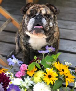 Royal Canin Bulldog Adult Dry Dog Food, 30 lb bag Chicken 30 Pound (Pack of 1) 39 71M 9cMSjyL