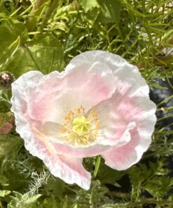 Hummingbird Nectar Wildflower Seeds Bulk Open-Pollinated Wildflower Seed Mix Packet, Non-GMO, No Fillers, Annual, Perennial Wildflower Seeds Year Round Planting - 1 oz 71 71M5srxJOHL