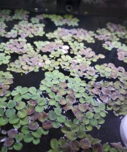 12 Water Spangles (Salvinia Minima), Live Aquarium/Aquatic/Floating/Pond/Freshwater Plant by G&Z 27 71M9kqZvKbL