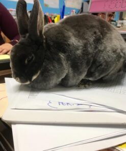 F.M. Brown's Tropical Carnival, Farm Fresh Fixins Treats for Rabbits, Guinea Pigs, Hamsters, Rats, Mice, and Other Small Animals, Healthy Mix of Fruits, Veggies, Seeds, and Hay, 10 oz 15 71MB9oS6DOL