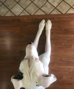 Boshel Dog Nail Clippers and Trimmer with Safety Guard to Avoid Over-Cutting Nails & Free Nail File - Razor Sharp Blades - Sturdy Non Slip Handles - for Safe, Professional at Home Grooming Large/Medium 35 71MBy5n5XfL