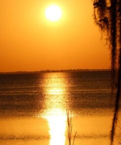 Sigma 150-600mm f/5-6.3 DG OS HSM Contemporary Lens for Canon EF Bundle Includes Manufacturer Accessories + 72 inch Monopod with Quick Release + UV Filter + Lens Pen + Microfiber Cleaning Cloth 29 71MCsgIUWyL