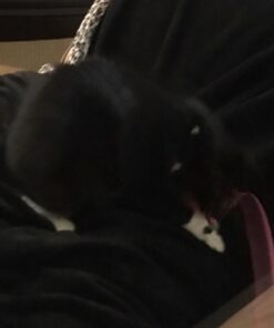 Fashion's Talk Cat Toys Variety Pack for Kitty 20 Pieces 46 71MEMZRLgKL