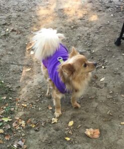 Gooby Fleece Vest Dog Sweater - Lavender, Medium - Warm Pullover Fleece Dog Jacket with O-Ring Leash - Winter Small Dog Sweater Coat - Cold Weather Dog Clothes for Small Dogs Boy or Girl Medium chest (~16") 43 71MFU7qaLL