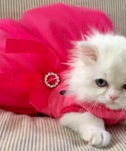 PETFAVORITES Original Mylar Crinkle Balls Cat Toys - 12 Pack 15 71MGpIF3H0L