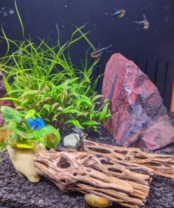 Aquatic Arts Algae Wafers (8 Ounce) Sinking Food for Live Aquarium Shrimp, Fish (Pleco/Tetra), Snails, and Bottom Feeders | High Protein Spirulina Blend Fish Food for Fish Tank Aquariums 39 71MJoZkOMzL