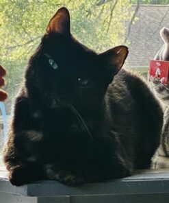 Coastal Pet Safari - Cat Self-Cleaning Slicker Brush - Cat Grooming Supplies Pack of 1 30 71MN7f3mYbL