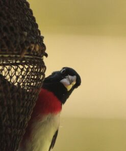 Sigma 150-600mm f/5-6.3 DG OS HSM Contemporary Lens for Canon EF Bundle Includes Manufacturer Accessories + 72 inch Monopod with Quick Release + UV Filter + Lens Pen + Microfiber Cleaning Cloth 25 71MNMzMHymL