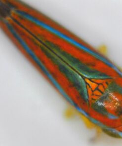 Opti-Tekscope Digital USB Microscope Camera- Advanced CMOS Sensor, True High Definition Macro 200x Zoom Imaging –1600 x 1200, Video, Superior Industrial Quality Base, 8 LED, Windows Mac Linux 54 71MNTl9RS3L