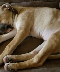 Wisdom Panel Breed Discovery Dog DNA Kit: Most Accurate Dog Breed Identification, Test for 365+ Breeds, MDR1 Health Test, Ancestry, Relatives 40 71MPXrIxTwL