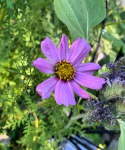Bee Friendly Wildflower Seed Mix - Bulk 1 Ounce Packet - Over 7,500 Open Pollinated Seeds - Save The Bees! 1 Ounce Pouch 39 71MQ1MC Y2L