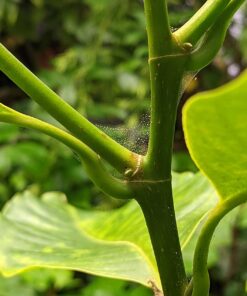 AgroMagen, GrowSafe Bio-Pesticide For Spider, Organic Natural Miticide, Fungicide and Insecticide, (8.5 fl.oz.) 8.5 Fl Oz (Pack of 1) 47 71MQmEMkF L