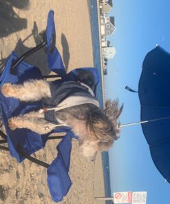 Redmon Umbrella Kids Camping Chair with Matching Shoulder Bag,Nylon, Royal Blue 24 71MRYo6kF5L