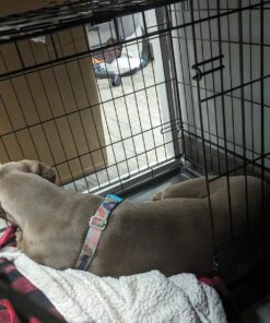 MidWest Homes for Pets Newly Enhanced  Double Door iCrate Dog Crate, Includes Leak-Proof Pan, Floor Protecting Feet, Divider Panel & New Patented Features 36 inch (Pack of 1) 34 71MVO6enQL 1