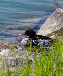 Nikon AF-P NIKKOR 70-300mm f/4.5-5.6E ED VR Fixed Zoom Digital Slr Camera Lens, Black 56 71MWSelcoZL