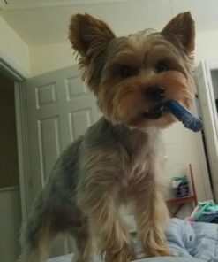 Rachael Ray Nutrish Dish Premium Dry Dog Food, Chicken & Brown Rice Recipe with Veggies & Fruit, 23 Pound Bag 23 Pound (Pack of 1) 30 71MWxoxqFIL