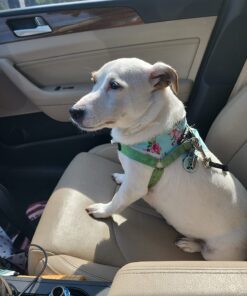 Hill's Natural Jerky Strips with Real Chicken Dog Treats, 7.1 oz. Bag 22 71MZ6SxDSL