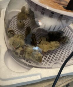 12 Large Fertile Hatching Coturnix Quail Eggs 43 71MaHRNB2L