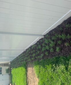 Big Pack - Cosmos USA Mix (8,000+) Flower Seeds By MySeeds.Co (Big Pack - Cosmos Mix) 61 71MacQrT41L