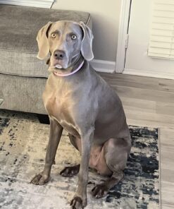 Pooph Pet Odor Eliminator, 32oz Spray - Dismantles Odors on a Molecular Basis, Dogs, Cats, Freshener, Urine, Poop, Pee, Deodorizer, Natures, Puppy, Fresh, Clean, Furniture, Potty, Safe Pet Odor Eliminator - 32 oz Spray 32 71MagtDbrLL