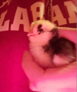 HBlife Digital Egg Incubator for Hatching 9-12 Chicken, Quail and Duck Eggs, with Fully Automatic Egg Turning and Temperature Display, Hatcher for Turkeys, Birds, Parrots and Poultry 38 71Mb13xqUSL