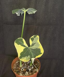 Espoma Organic 8 Ounce Concentrated Indoor! Plant Food - Indoor Plant Fertilizer for Large & Small Plants Like Pothos, Fiddle Leaf Fig, Monstera, Snake & Palms 42 71Mevt5r0 L 2