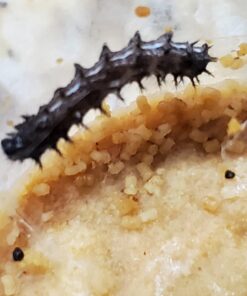 10 Live Caterpillars Shipped Now: Butterfly Kit Refill 36 71MglsoseUL