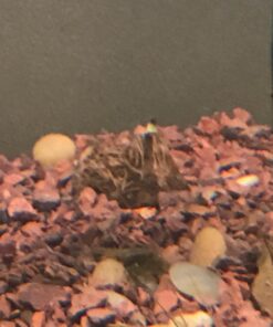 Aponogeton Ulvaceus Bulb - Aquarium Plant for Aquariums with temperatures Under 72F 44 71MhA1RbF8L