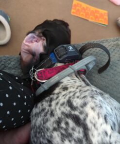 Seresto Large Dog Vet-Recommended Flea & Tick Treatment & Prevention Collar for Dogs Over 18 lbs. | 8 Months Protection 1 Pack Large Dog Only 31 71MiQokNJ5L