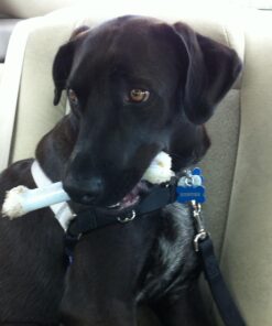 Briggs & Stratton 695426 Float Bowl Gasket Replacement Part 9 71Miv5x9KVL