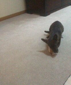 PEDIGREE DENTASTIX Large Dog Dental Treats Original Flavor Dental Bones, 2.08 lb. Value Pack (40 Treats)(Packaging May Vary) Chicken 40 Count (Pack of 1) 34 71MizQ3fSL