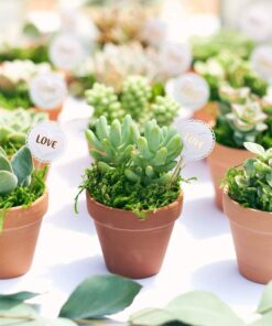 Shop Succulents Unique Succulent Plant Pack Bulk Collection - Live Mini Succulent Plants, Low Maintenance, Exceptional Colors & Textures - Wedding and Party Favors, Gift & Garden, Pack of 20 20-Pack Succulent Packs 36 71MmCf6WVqL
